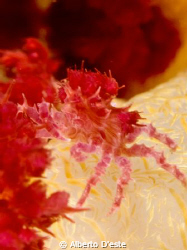 Anemone's crab by Alberto D'este 
